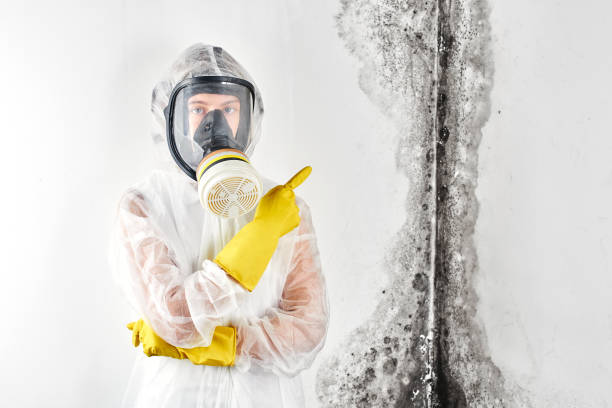 Best Black Mold Removal  in Castle Shannon, PA