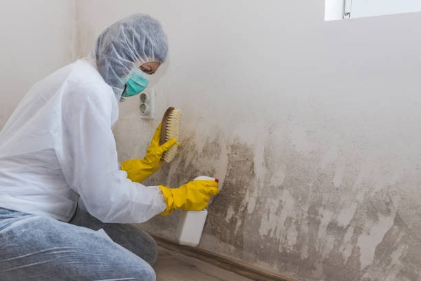 Why You Should Choose Our Mold Remediation Services in Castle Shannon, PA